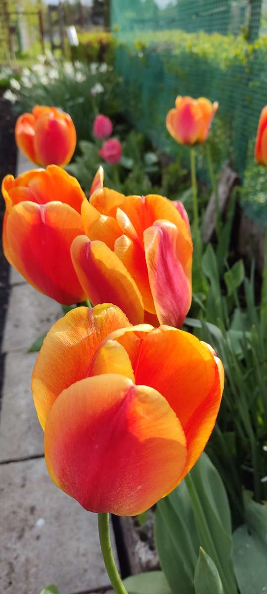 tulipán online puzzle