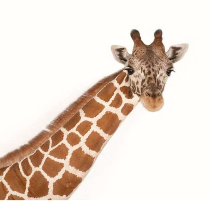 Giraffeaa Online-Puzzle