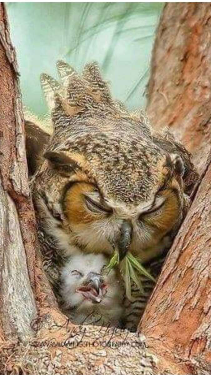 owl mom online puzzle