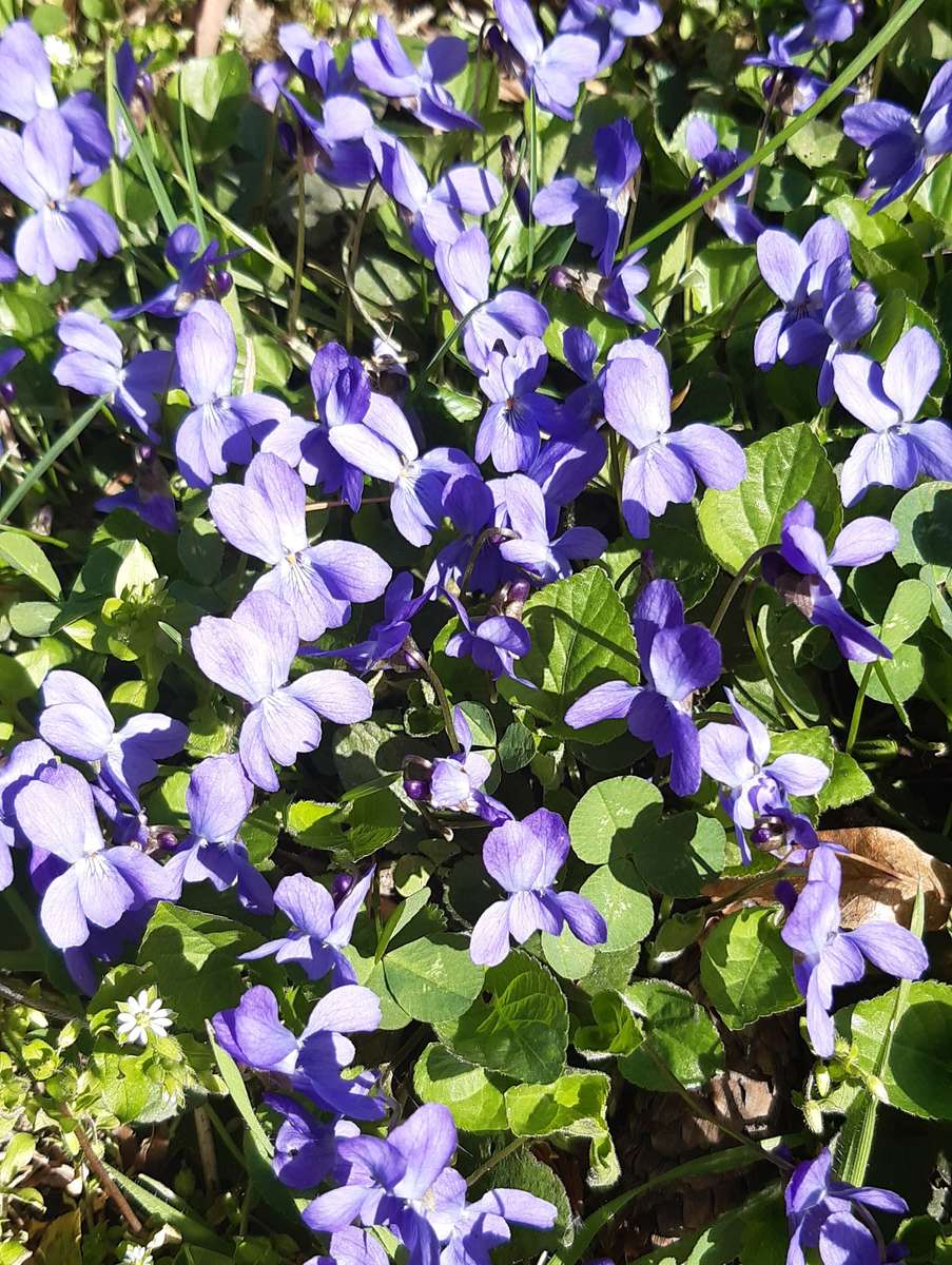 violetas, muchas violetas en primavera rompecabezas en línea