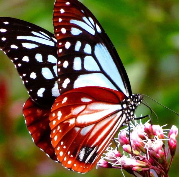 Πολύχρωμο πεταλούδα online παζλ