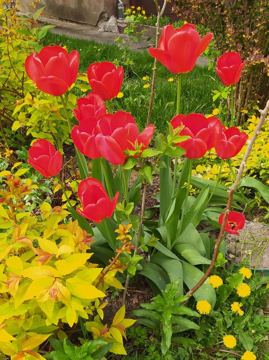 Buntes Blumenbeet mit Tulpen Online-Puzzle