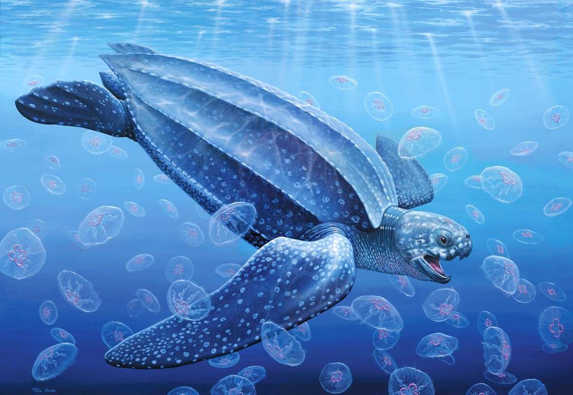 leatherback turtle online puzzle