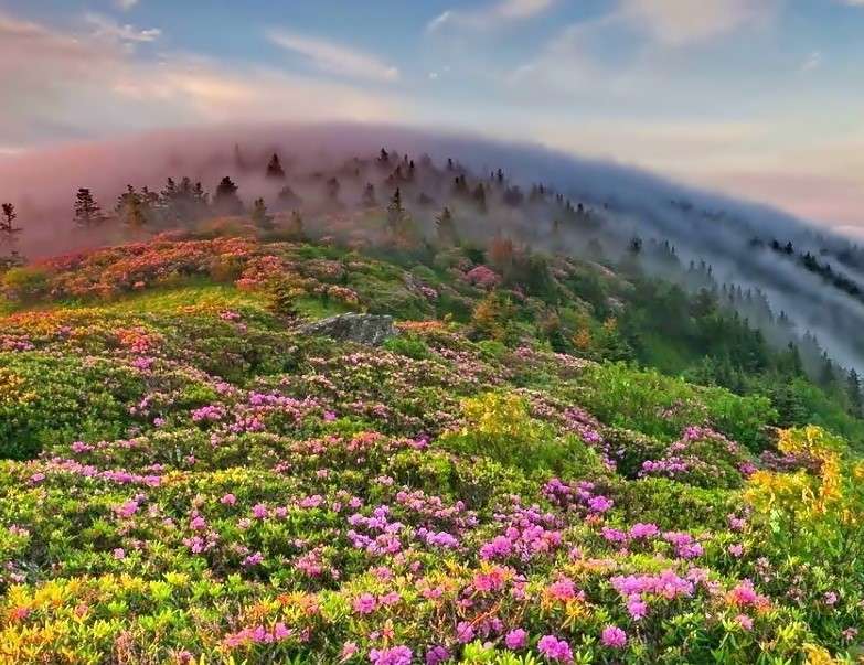 Um prado coberto de flores puzzle online