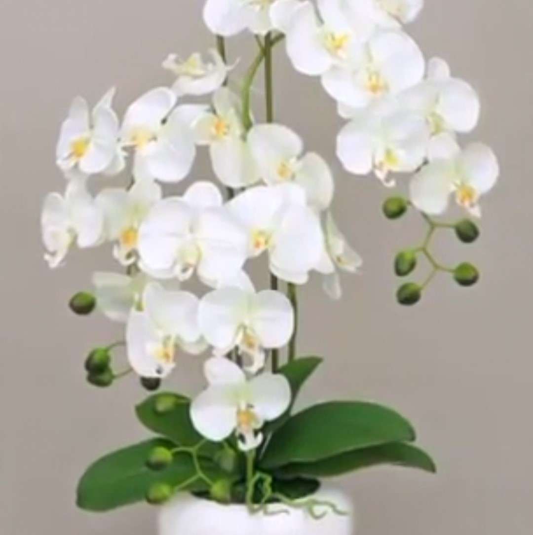 white orchids in a white pot jigsaw puzzle online