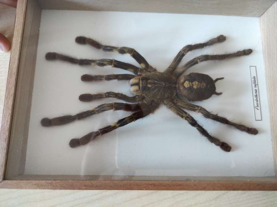 Spinnen und Tiere Puzzlespiel online