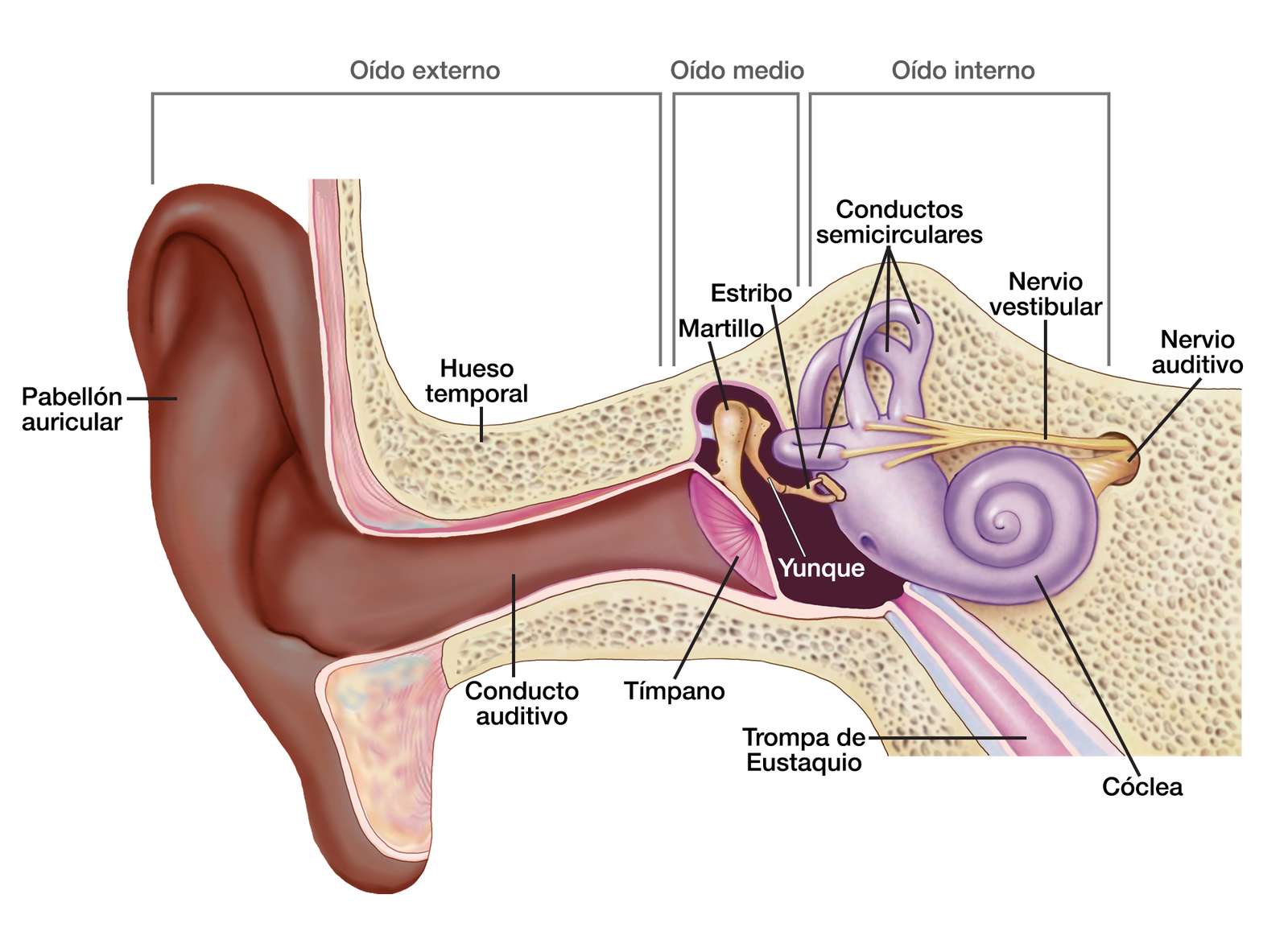 聴覚器官 オンラインパズル