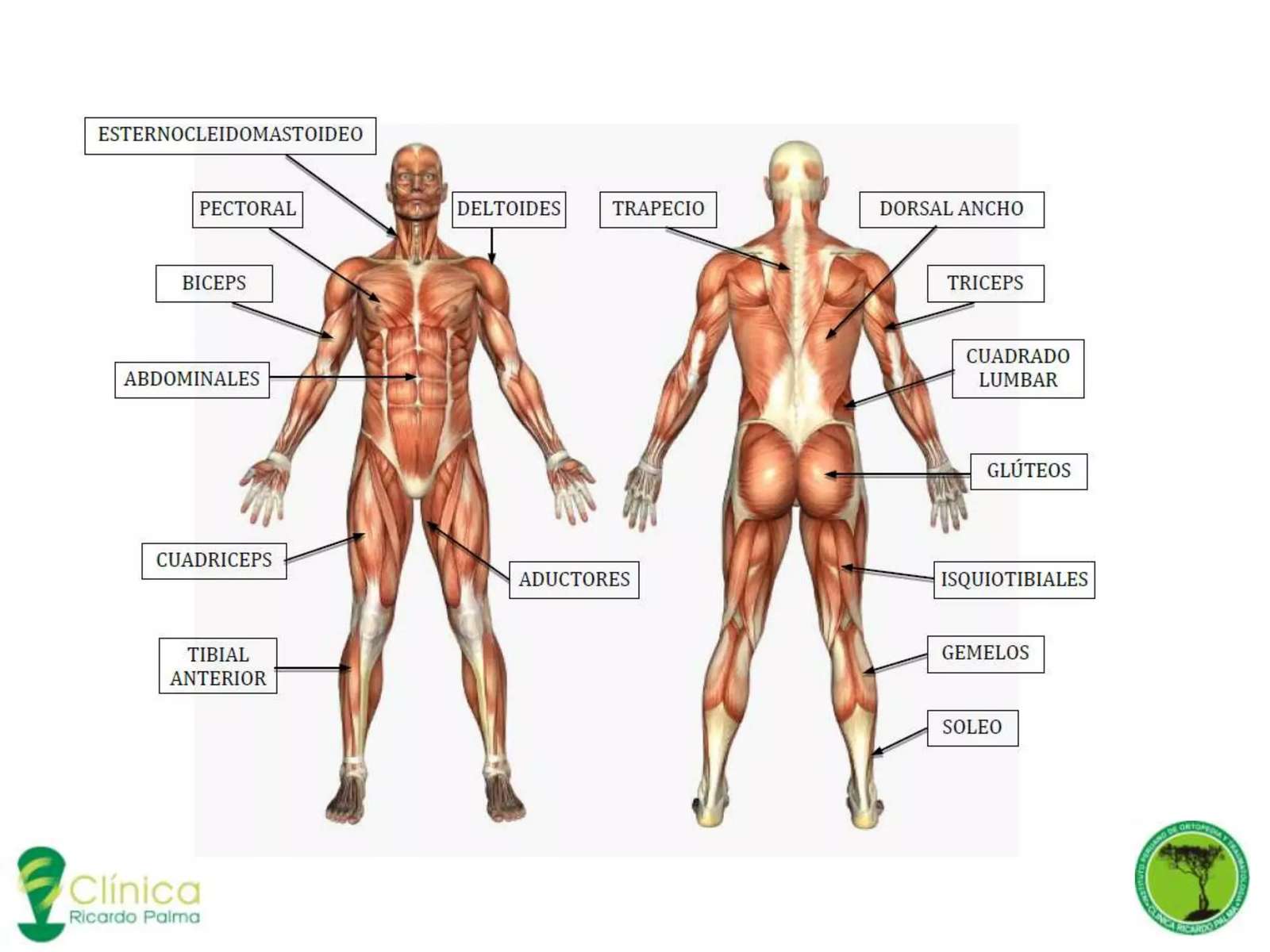 anatomie člověka skládačky online