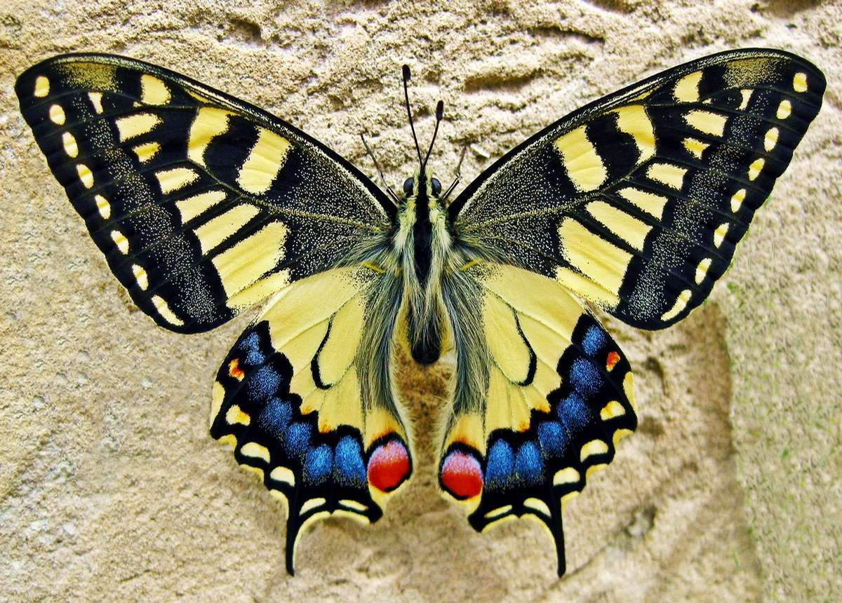 Koningin Vlinder online puzzel