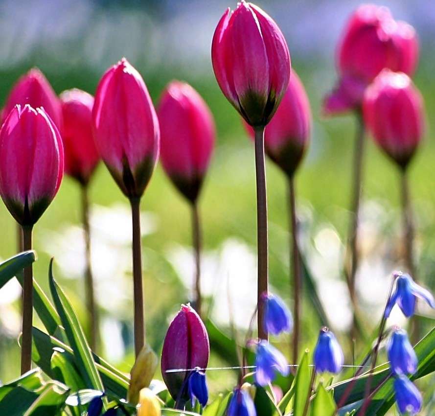 Tavaszi virágok kirakós online