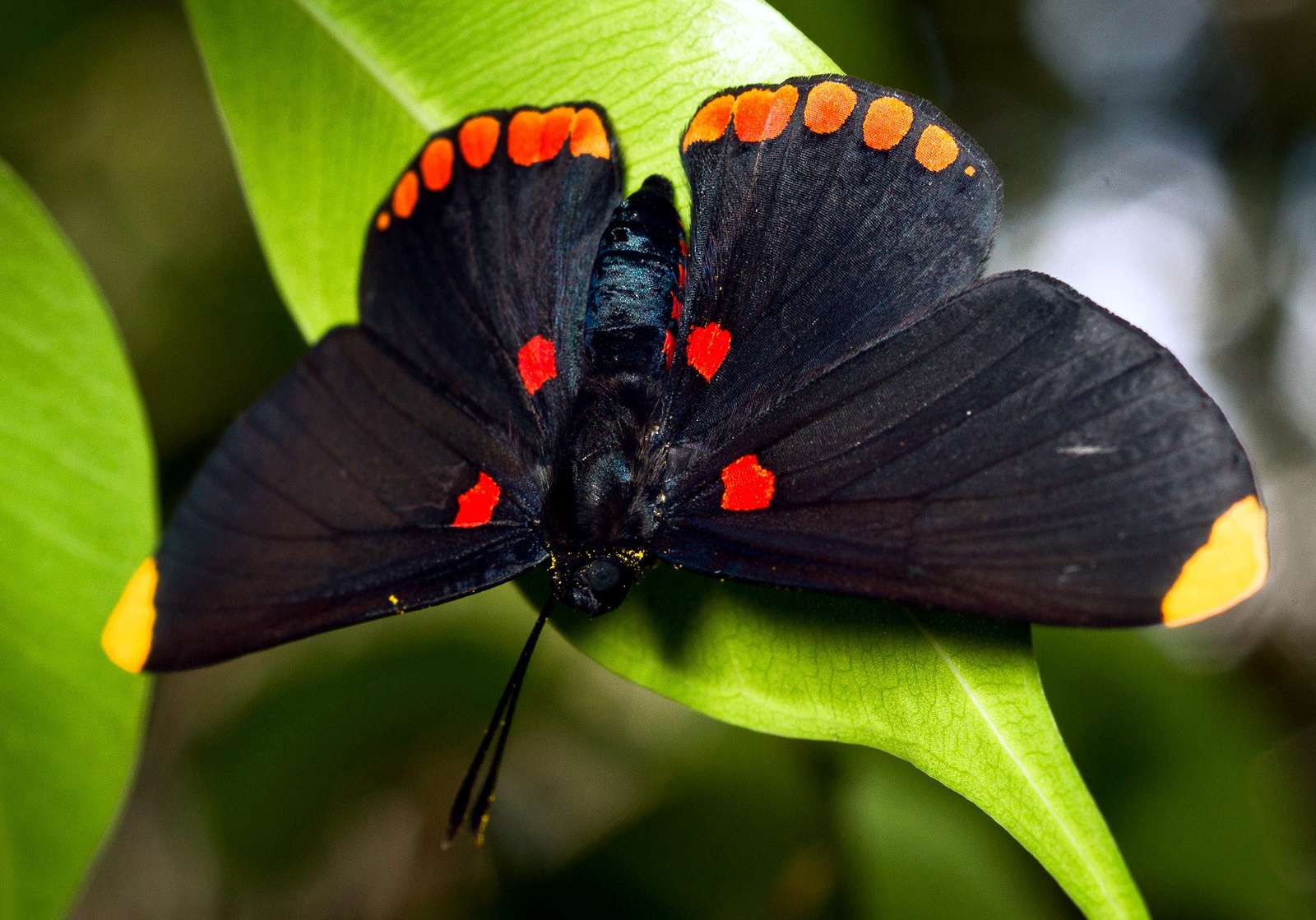 Όμορφη μαύρη πεταλούδα παζλ online