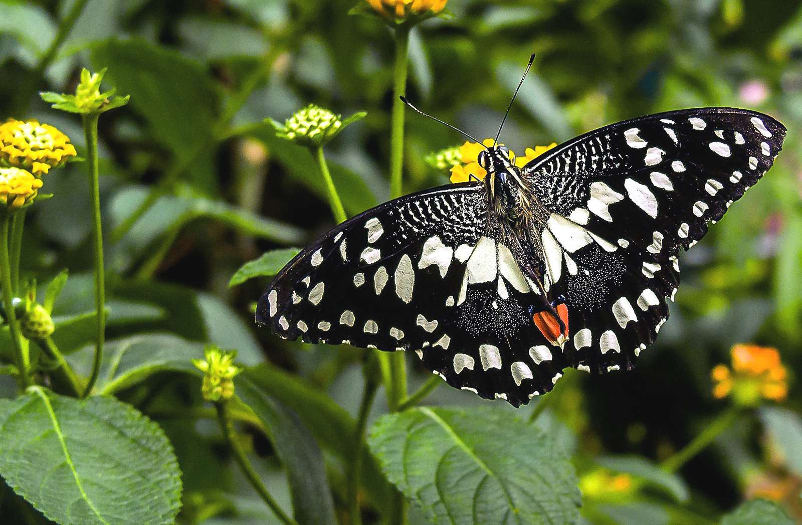 Krásný černý motýl online puzzle