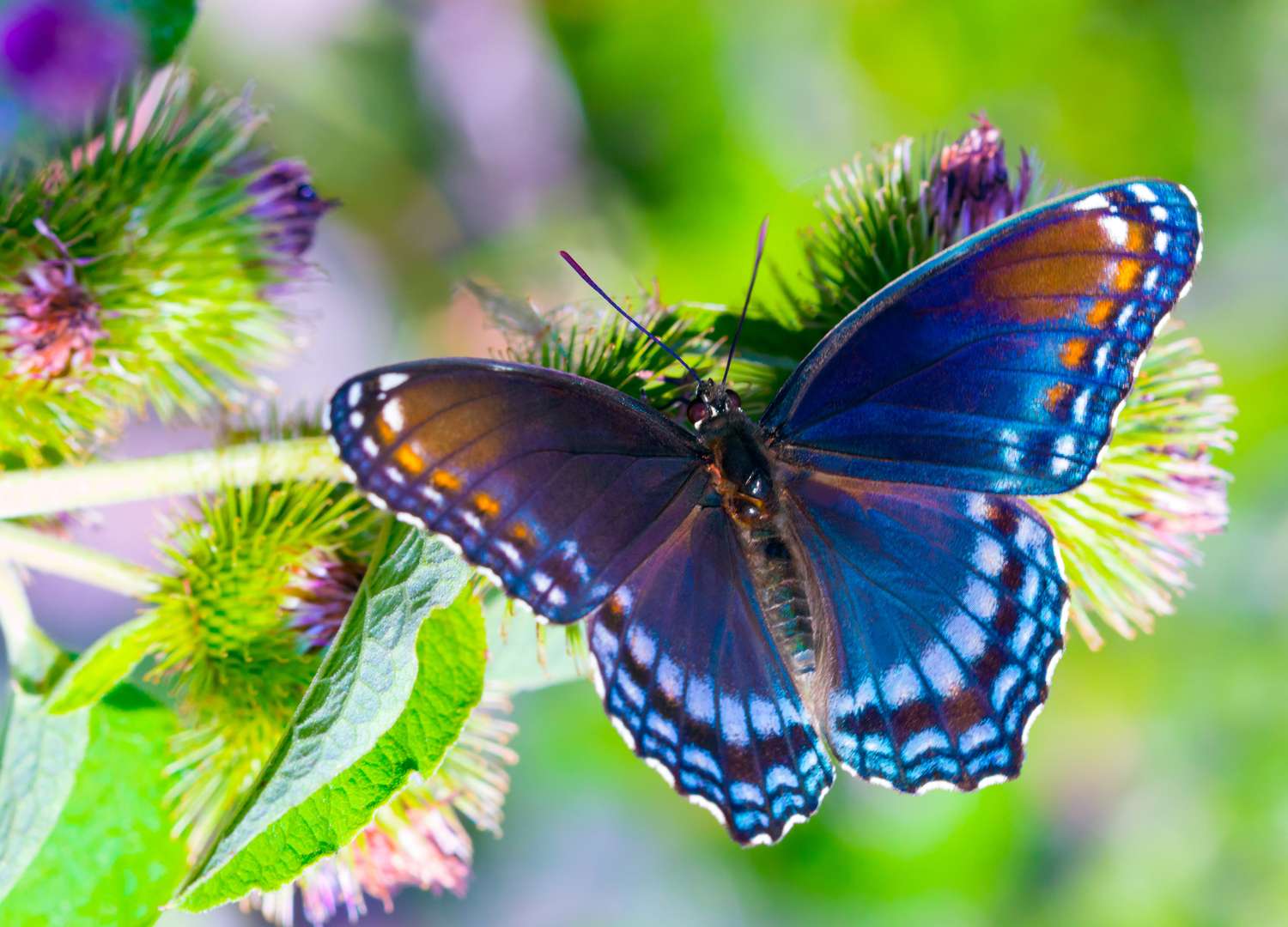 Hermosa mariposa azul rompecabezas en línea