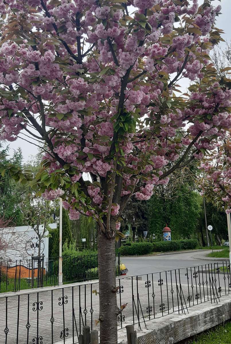 un árbol que florece en primavera junto a la calle rompecabezas en línea