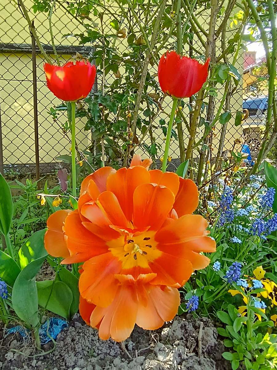 kleurrijke tulpen online puzzel