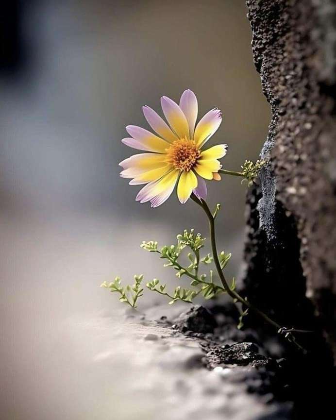 einsame Blume schönes Foto Online-Puzzle