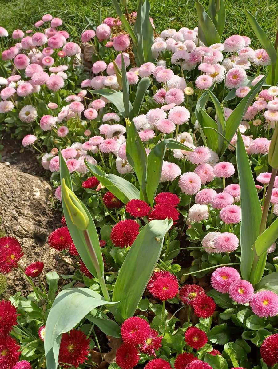 flores rosadas y rojas en el prado rompecabezas en línea