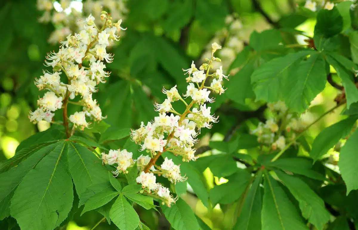 Chestnut flowers jigsaw puzzle online