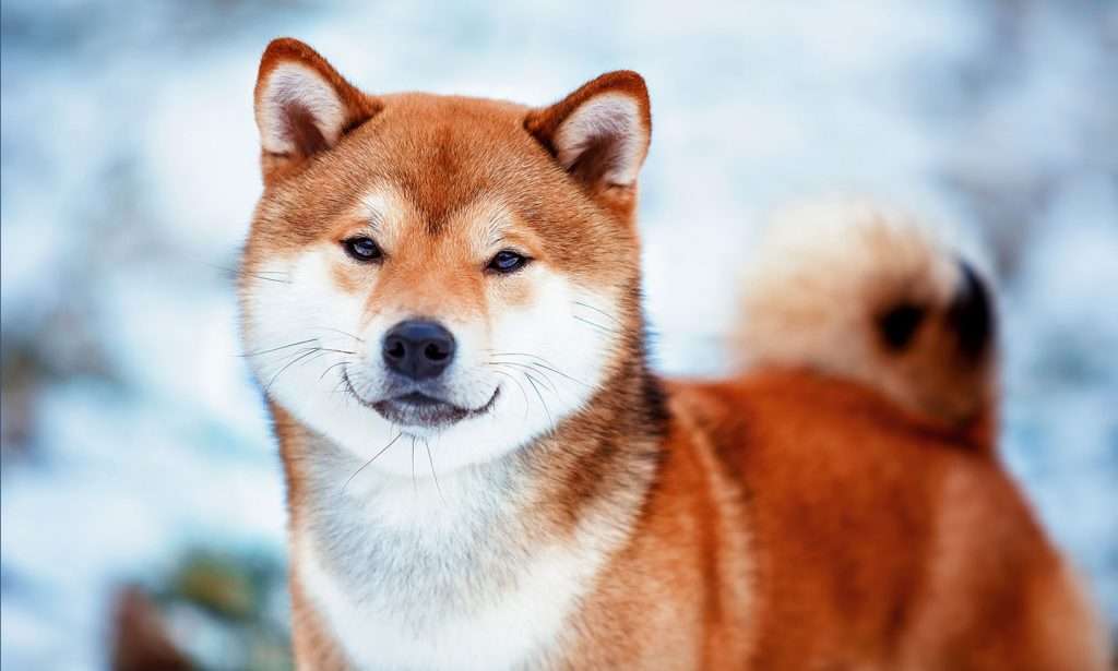 Akita fofo ❤️ quebra-cabeças online