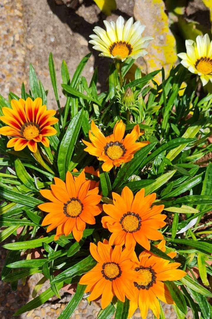 оранжеви и жълти цветя онлайн пъзел
