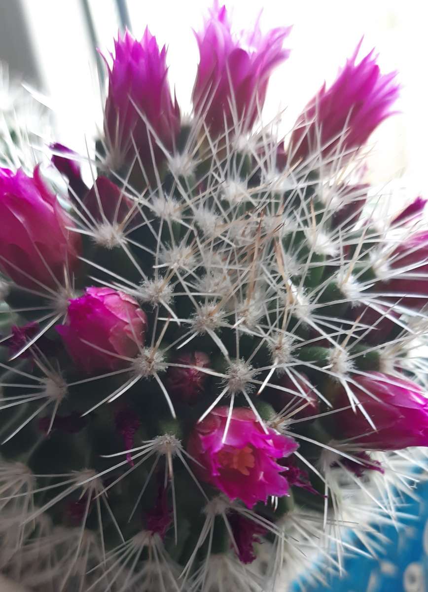 fleurs de cactus amarante puzzle en ligne