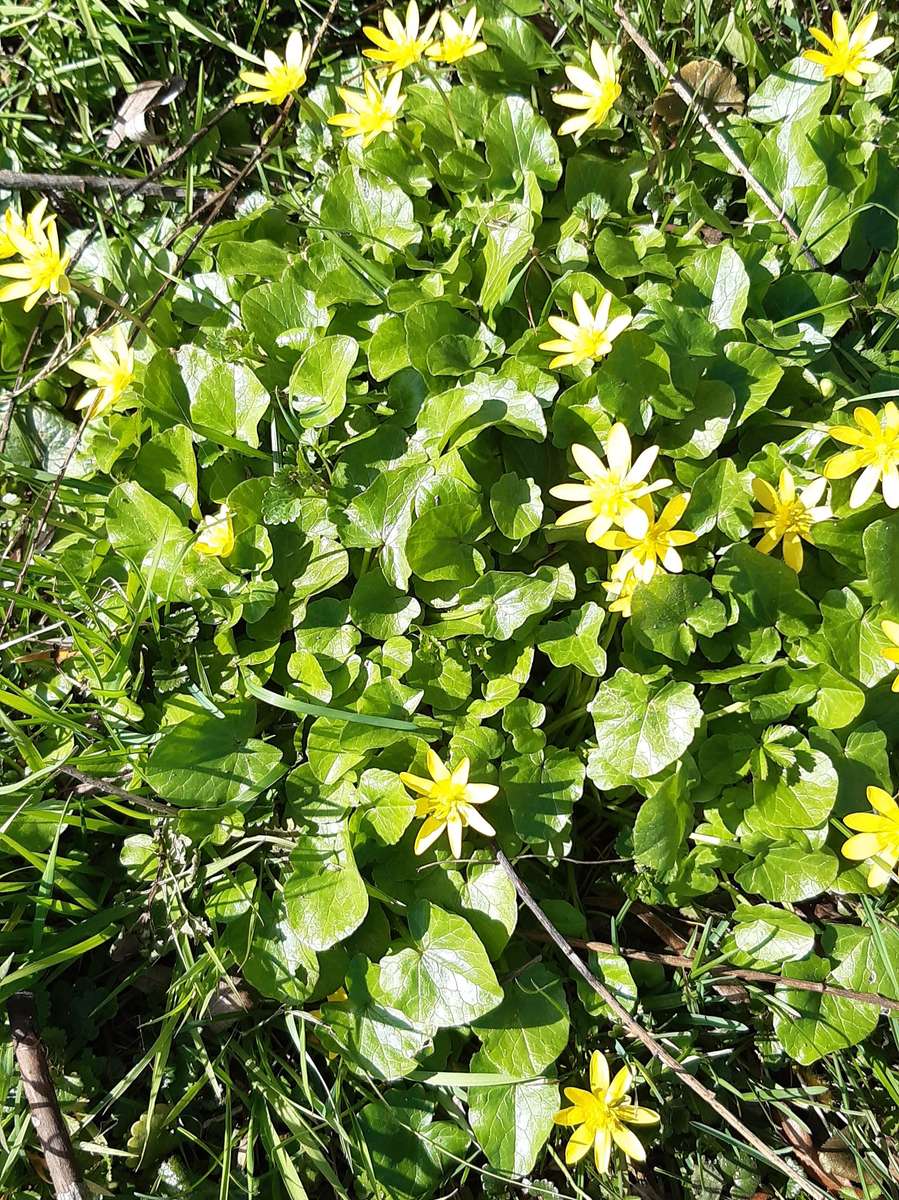prato fiorito e foglie verdi puzzle online