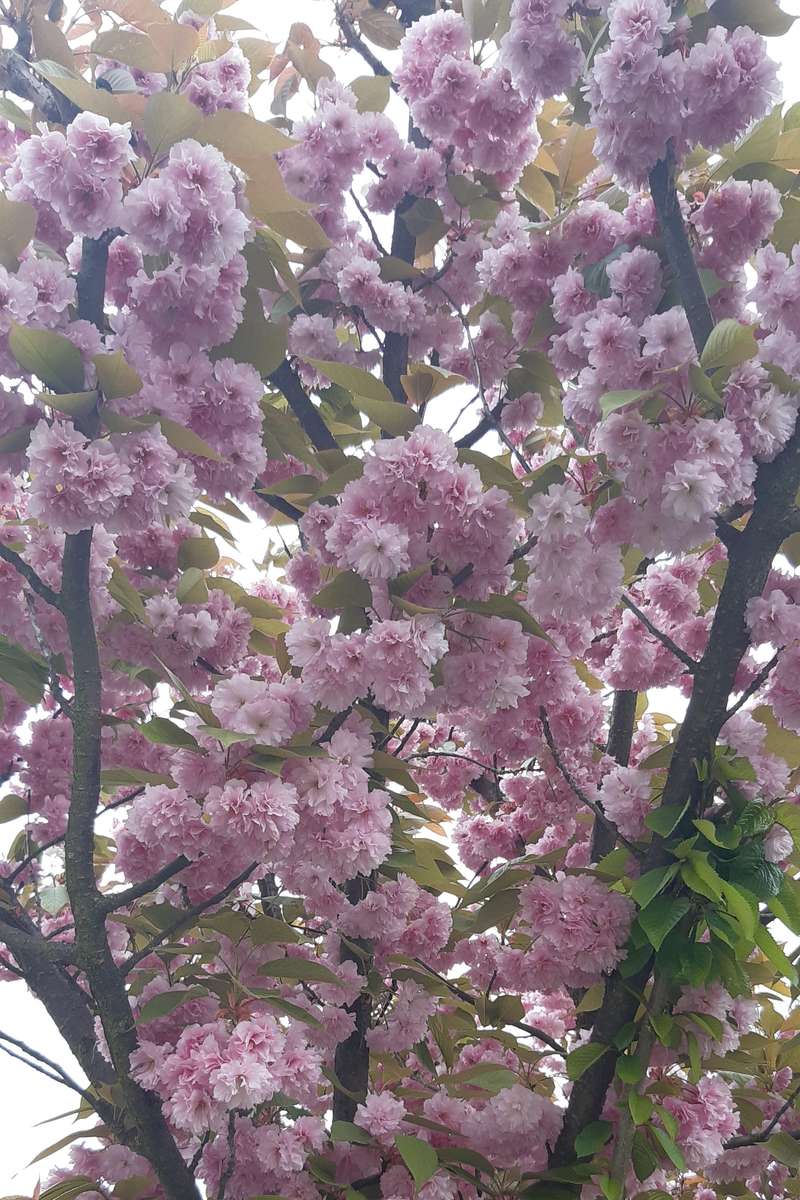 árvore de abril florescendo quebra-cabeças online