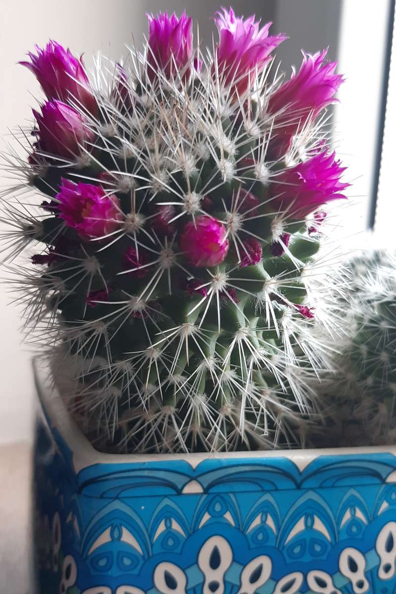 cactus in fiore sul davanzale della finestra puzzle online