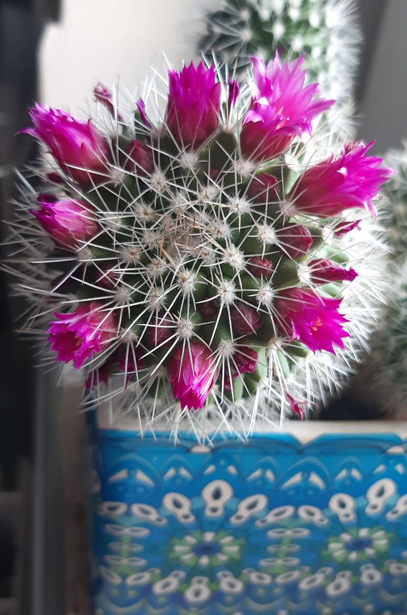 cactus en flor en una olla azul rompecabezas en línea