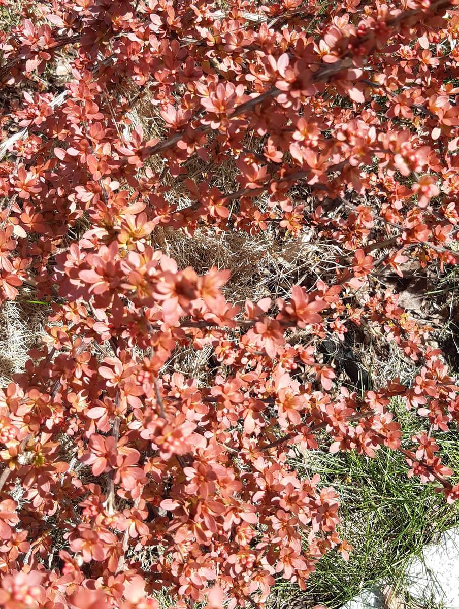 buisson couvert de fleurs rouges puzzle en ligne