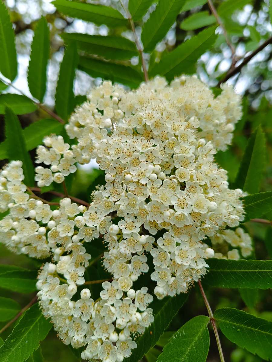 floresce branco e tem um perfume forte puzzle online