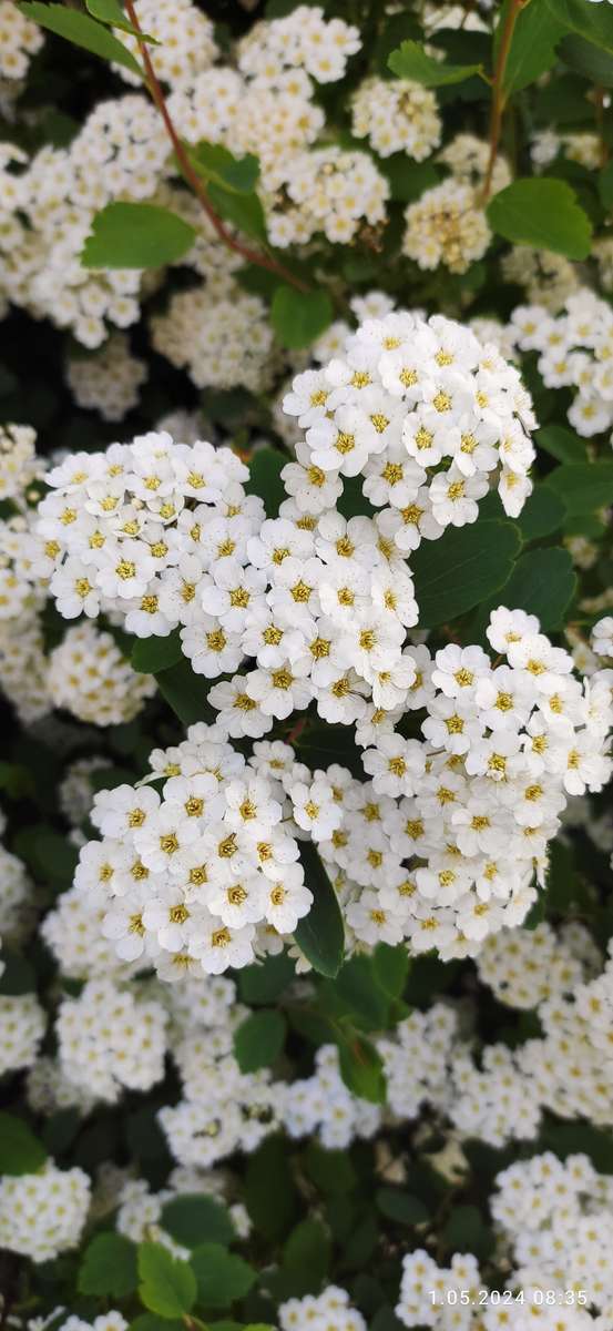 pelusa blanca rompecabezas en línea