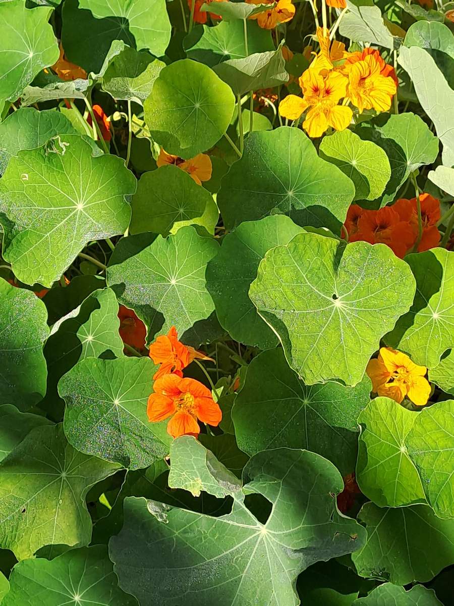 viele grüne Blätter und Blumen Puzzlespiel online