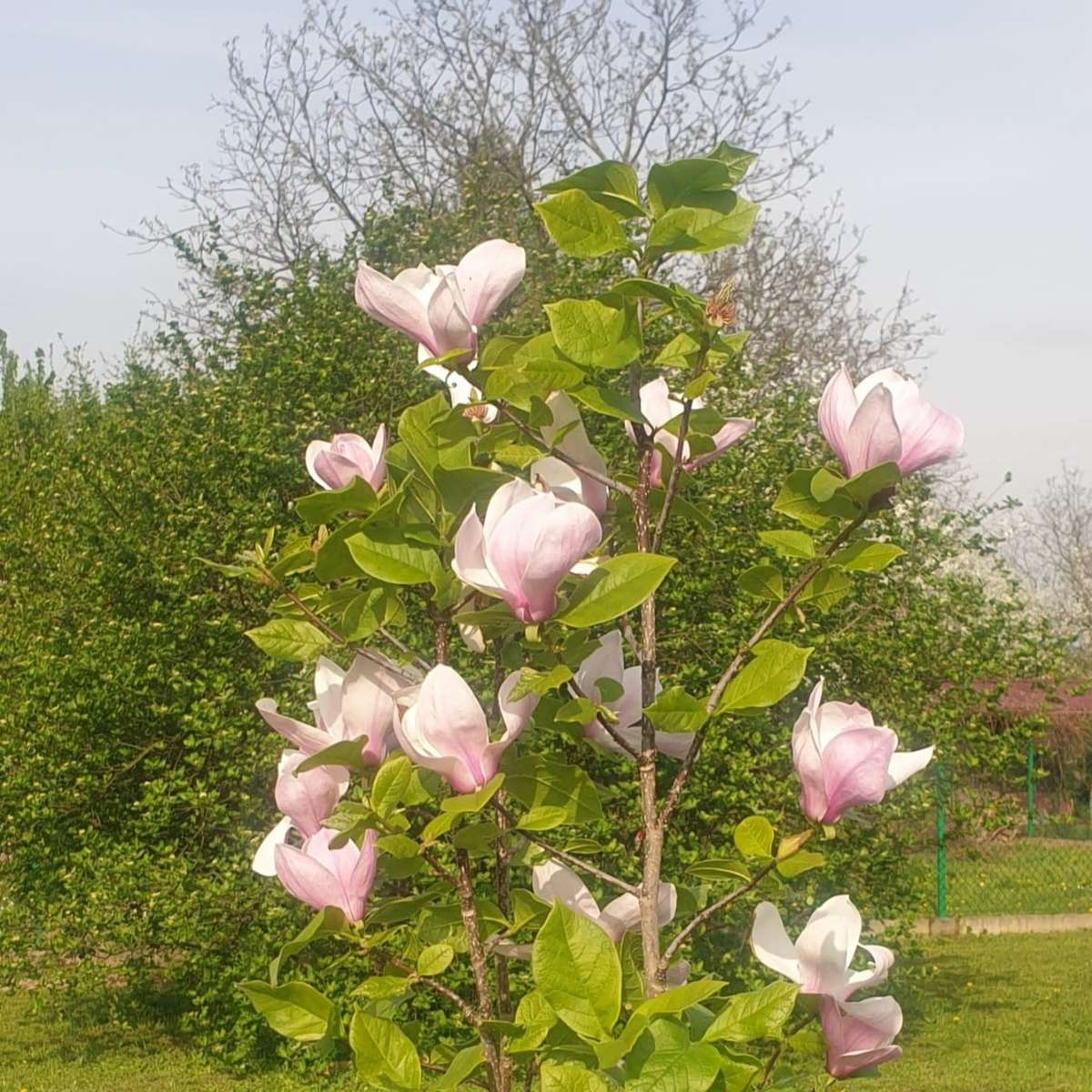 magnolia floreciendo bajo el sol rompecabezas en línea