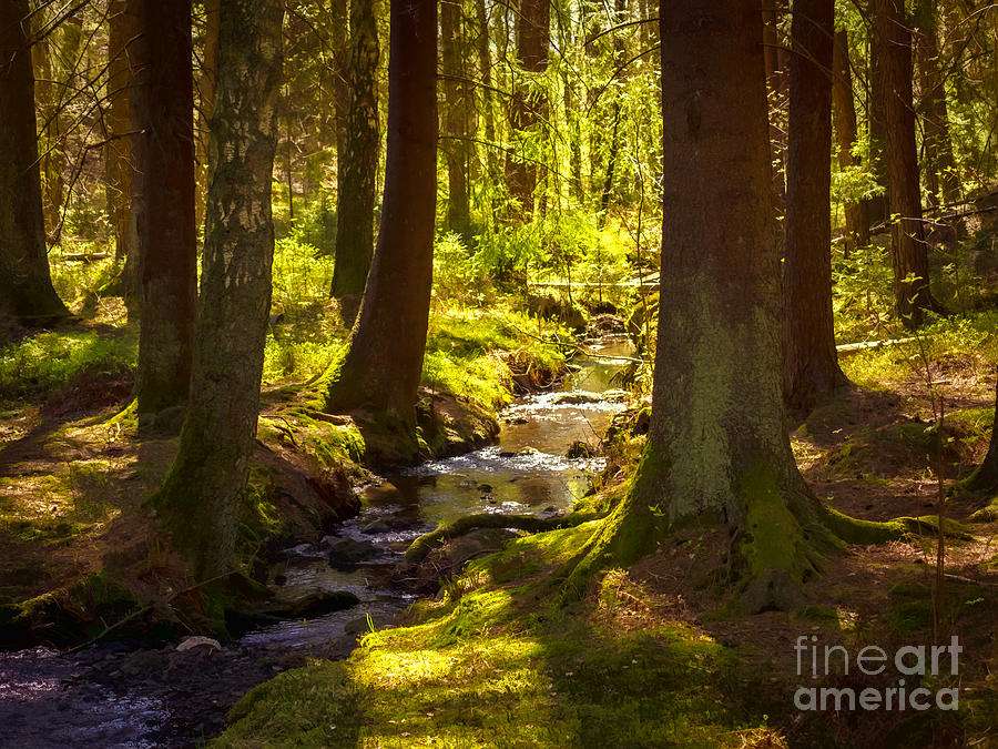 Un petit ruisseau dans la forêt puzzle en ligne