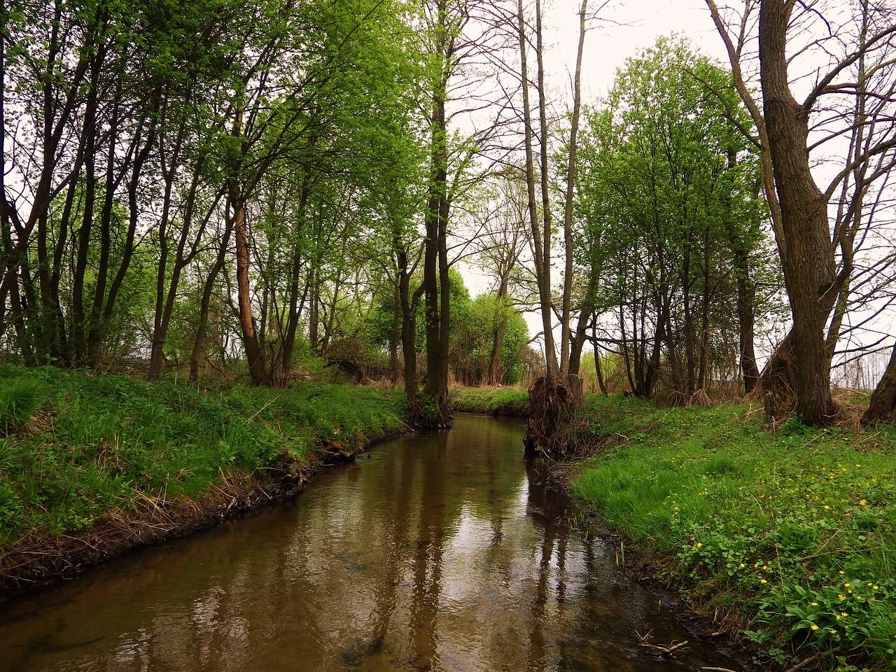 En lugn flod bland träden Pussel online