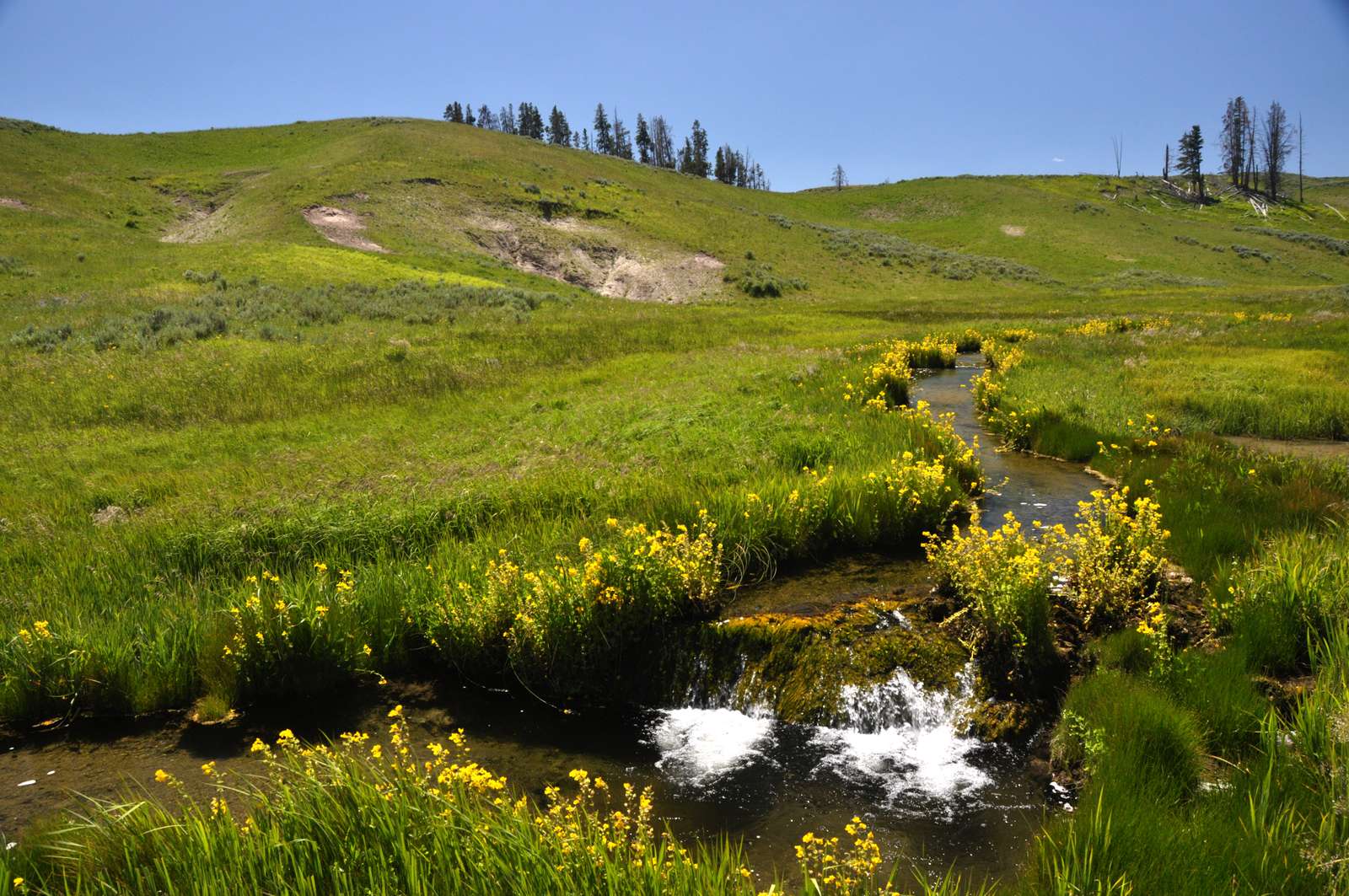 Un pârâu în parcul Yellowstone puzzle online