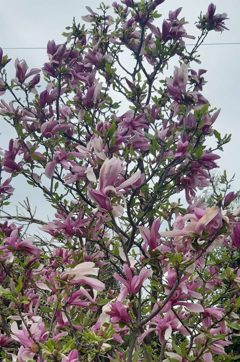 magnolia rosa contro il cielo puzzle online