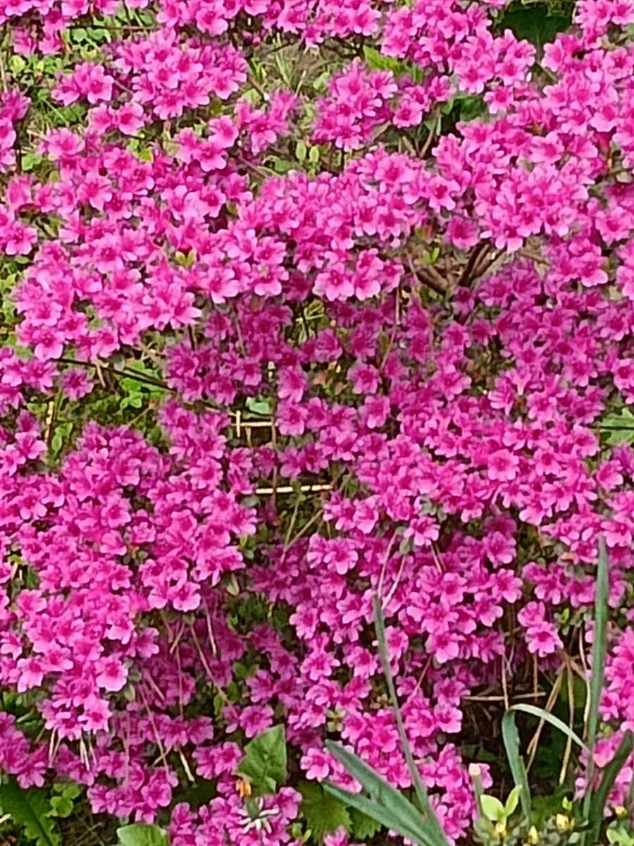 vackra lila blommor pussel på nätet