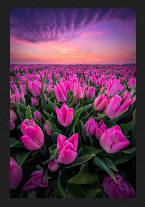 le printemps est arrivé ! beau coucher de soleil, champ de tulipes puzzle en ligne