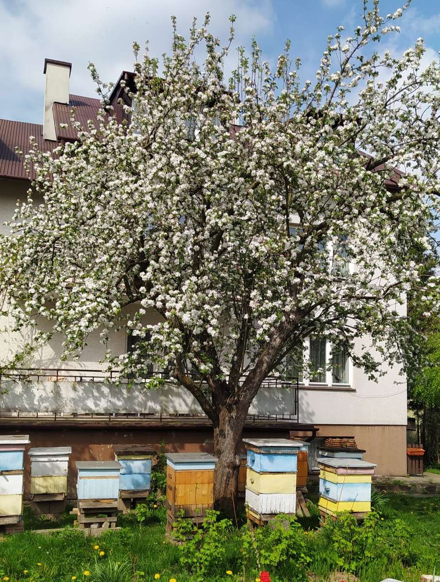 пчелиные домики в саду онлайн-пазл