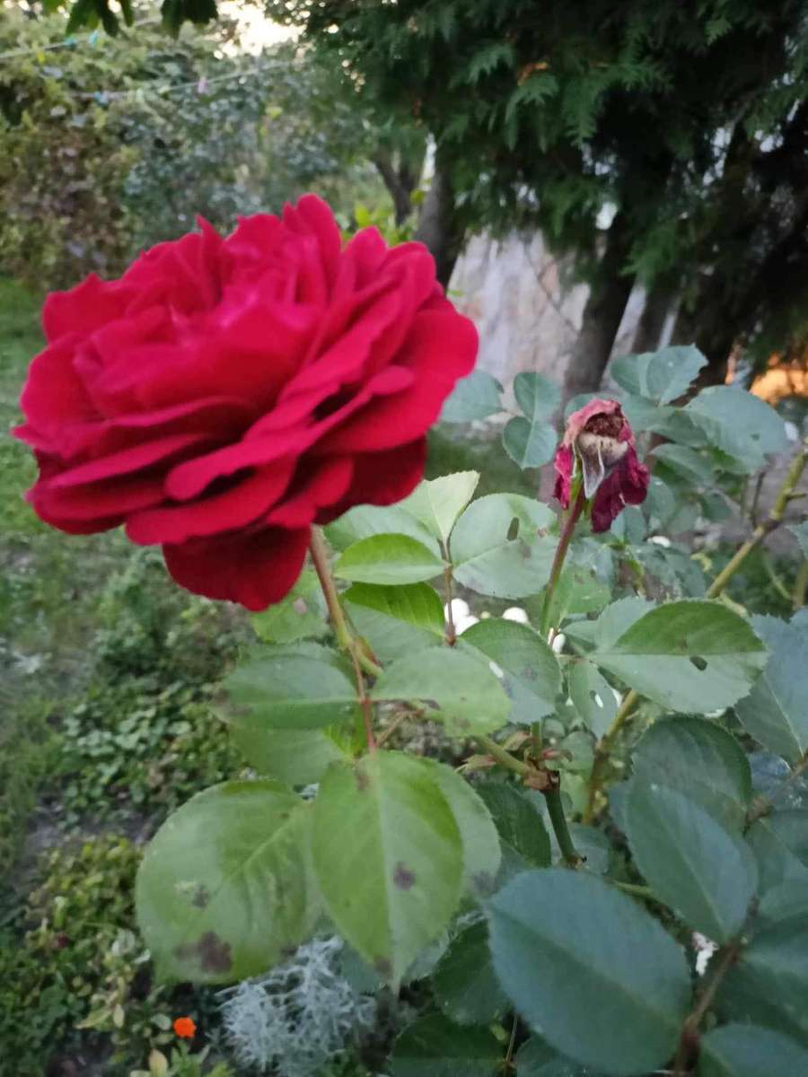 rosa roja reina de las flores rompecabezas en línea