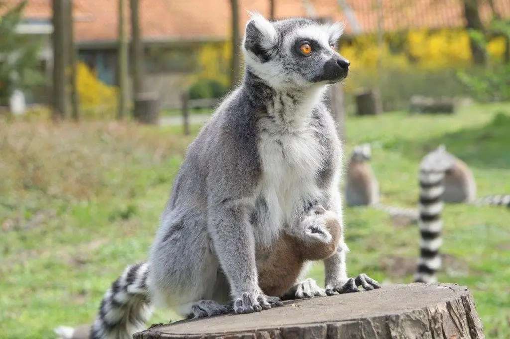 Lemuri cu coadă inelată în grădina zoologică jigsaw puzzle online