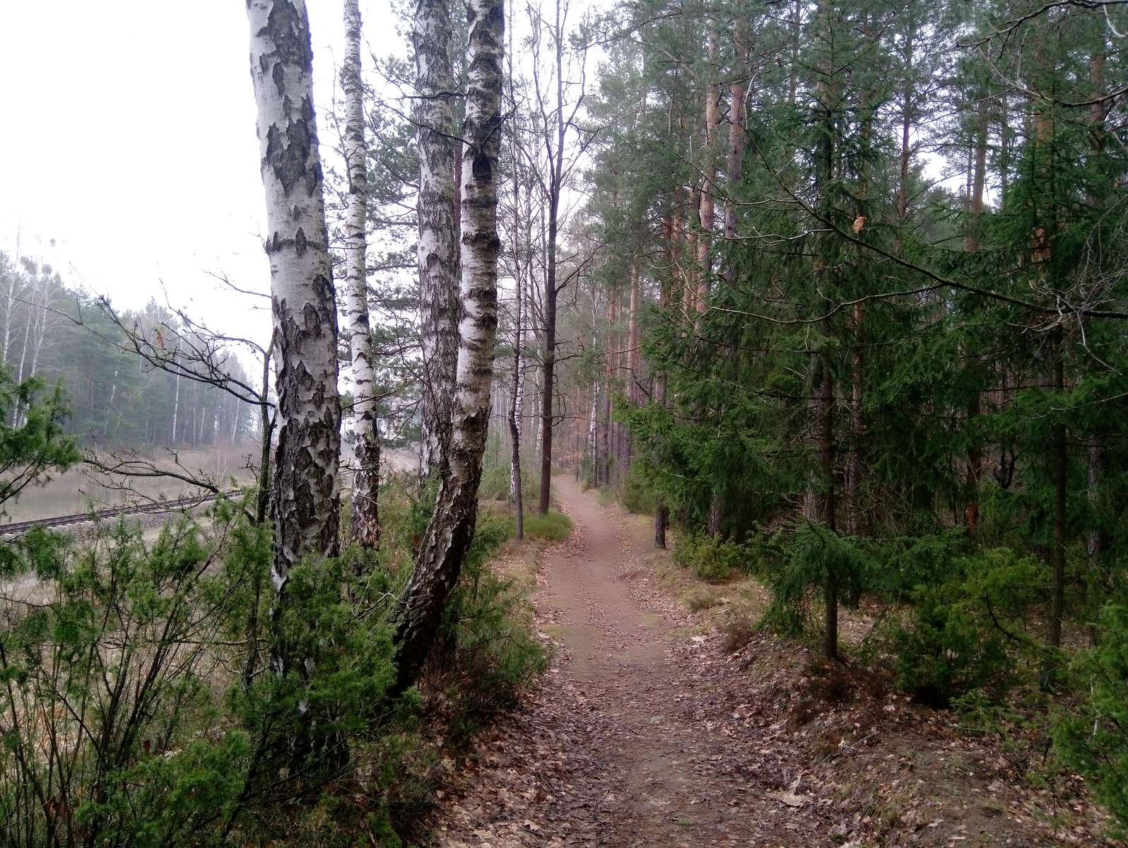 Camino en el bosque. rompecabezas en línea