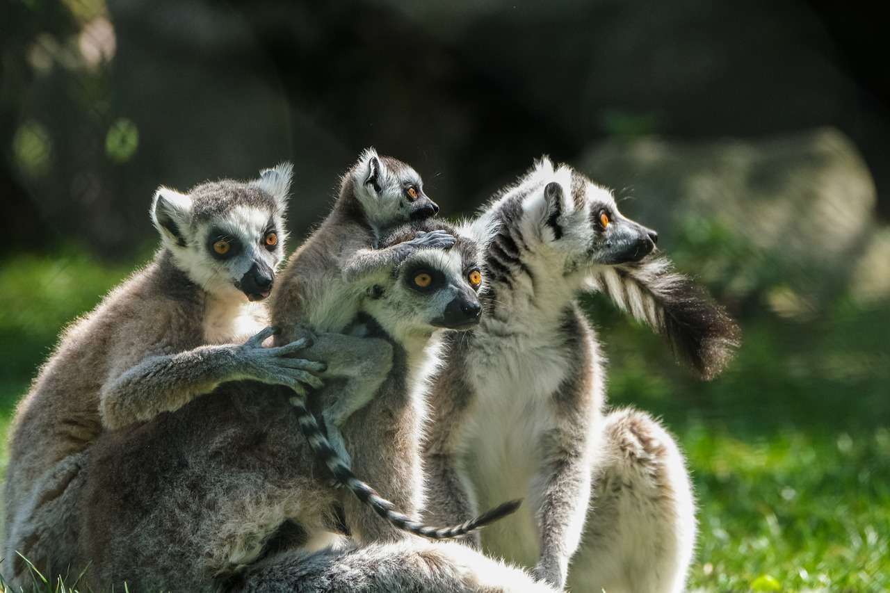 Cães selvagens quebra-cabeças online