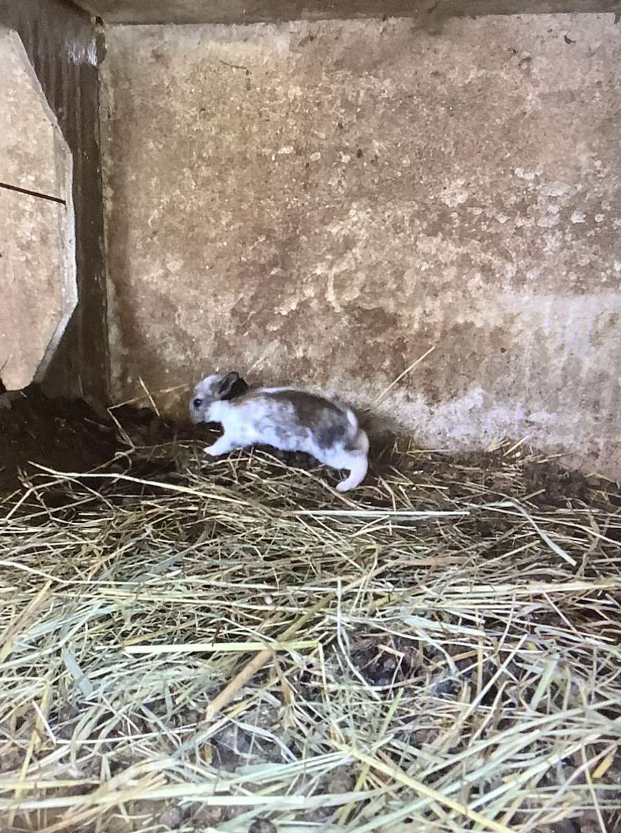 ルイーズ・パステルナーク オンラインパズル