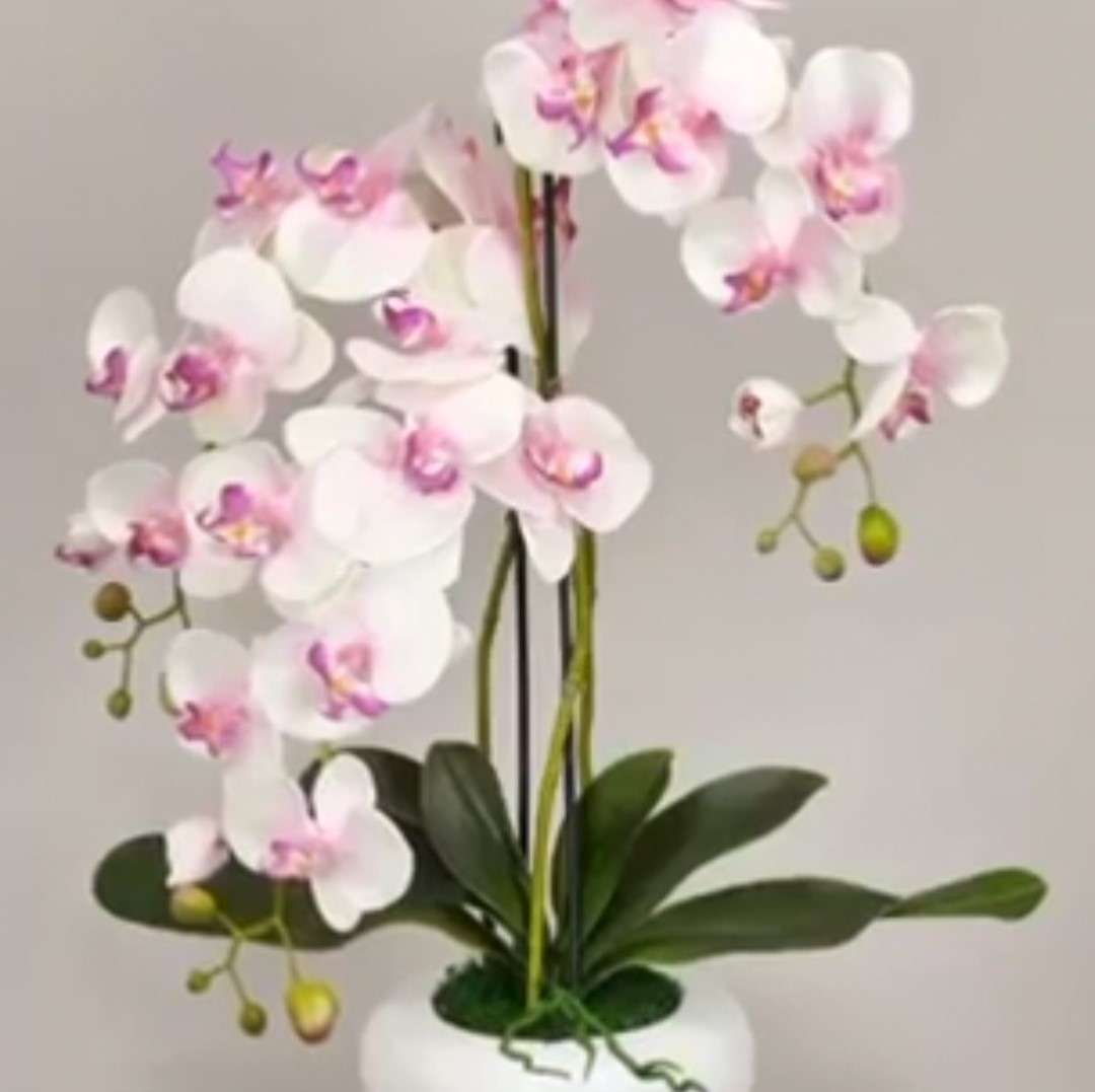 vita och rosa orkidéer Pussel online