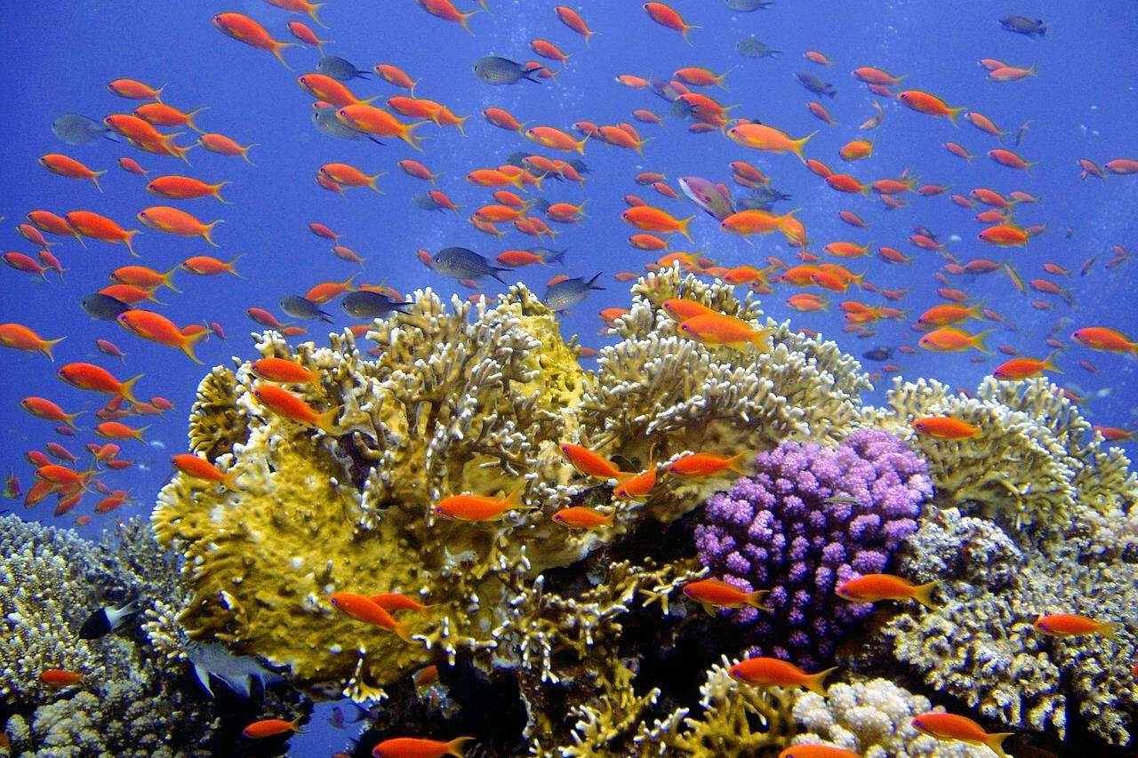 Marea Roșie Coral puzzle online