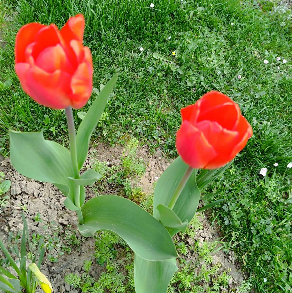 dos tulipanes rojos rompecabezas en línea