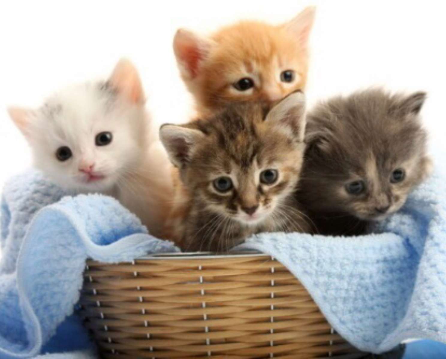 Kittens in a basket❤️❤️❤️❤️❤️❤️ online puzzle